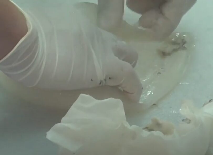 アオリイカ、なぜ冷凍すると皮がむきやすくなるのか?釣太郎