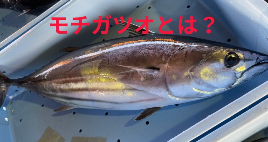 モチガツオとは、通常のカツオとは異なり、モチモチとした弾力のある食感が特徴。釣太郎