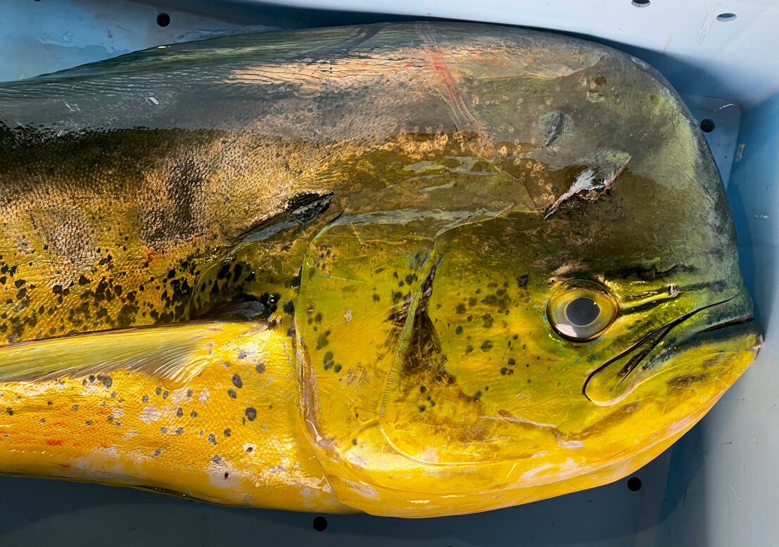 GWから南紀地方は、磯からシイラが釣れることがあります。釣太郎