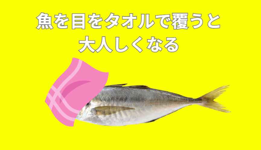 活アジは目隠しするようにすると暴れなくなる。アオリイカヤエン釣り入門。釣太郎