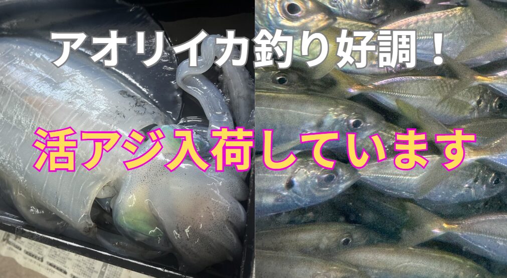 和歌山南紀の春の大型アオリイカ釣り最盛期を迎えています。活アジあります。4月19日土曜日。釣太郎