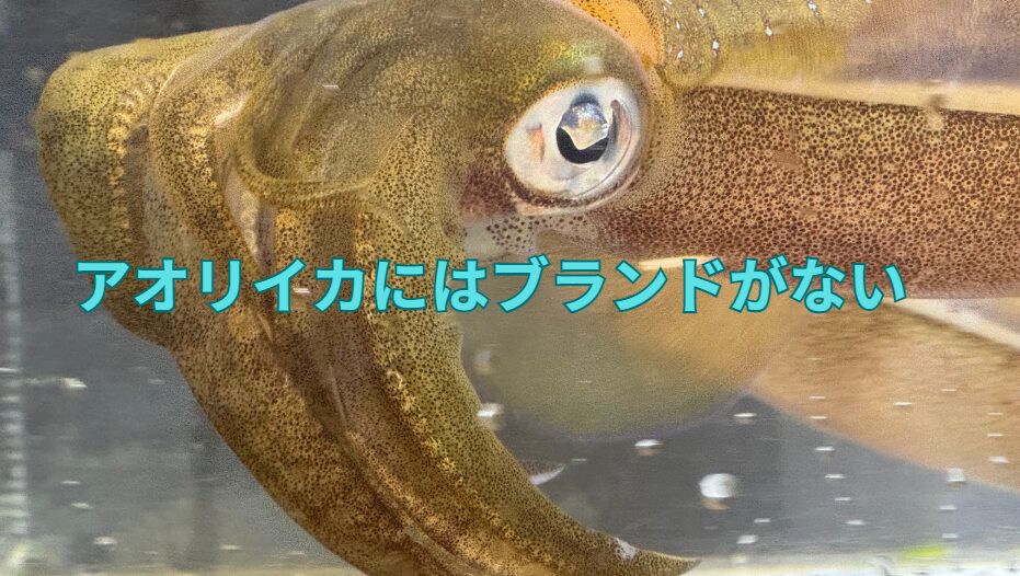 アオリイカに産地ブランドがない主な理由。釣太郎