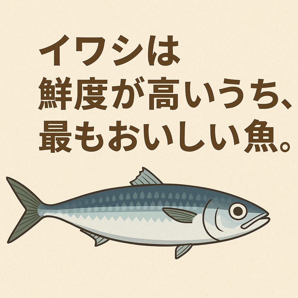 鮮度が高いイワシは、最もおいしい魚と評する食通は多い。釣太郎