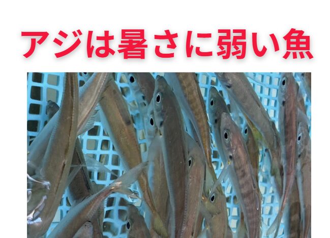 活けアジ1匹につき、最低1リットルの海水が必要です。アオリイカ釣り入門。釣太郎