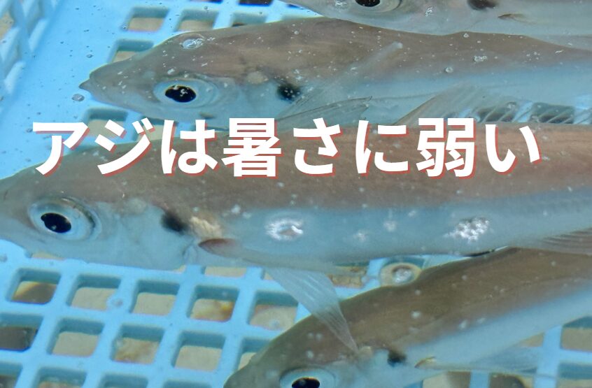 アジはなぜ暑さに弱いのか?釣り人に解説。どうすれば長生きさせる?アオリイカ釣り参考資料。釣太郎