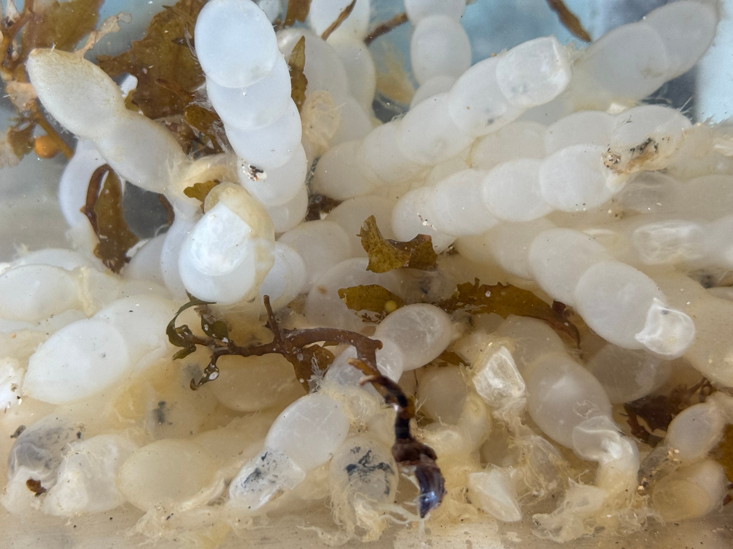 アオリイカは1回の繁殖期に複数回交尾・産卵を繰り返し、その都度パートナー（オス）は変わる可能性が高い。釣太郎