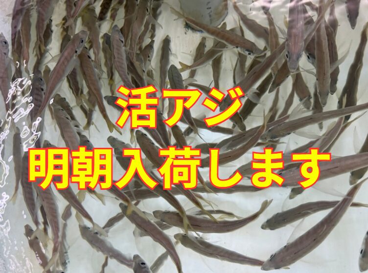 アオリイカ釣り用エサ、活アジ、明朝入荷します。釣太郎