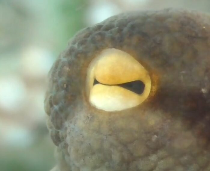 タコの瞳は押しつぶしたように平たく独特ですが、これでもよく見えています。釣太郎