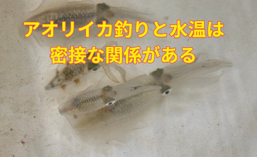 アオリイカ釣果と水温は密接な関係がある。釣太郎
