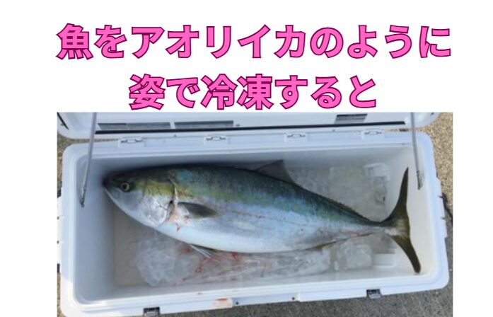 魚の姿冷凍はNG！アオリイカとはまったく別物。釣太郎