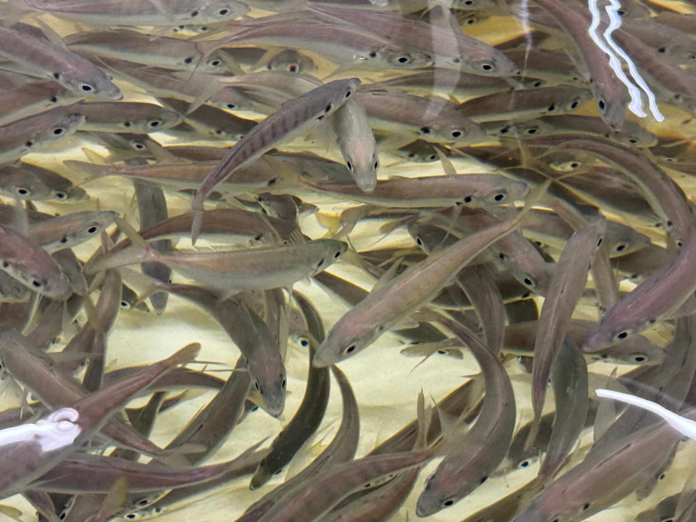 【目安】アジ1匹につき最低「1リットル」の海水が必要！アオリイカ釣り入門。釣太郎