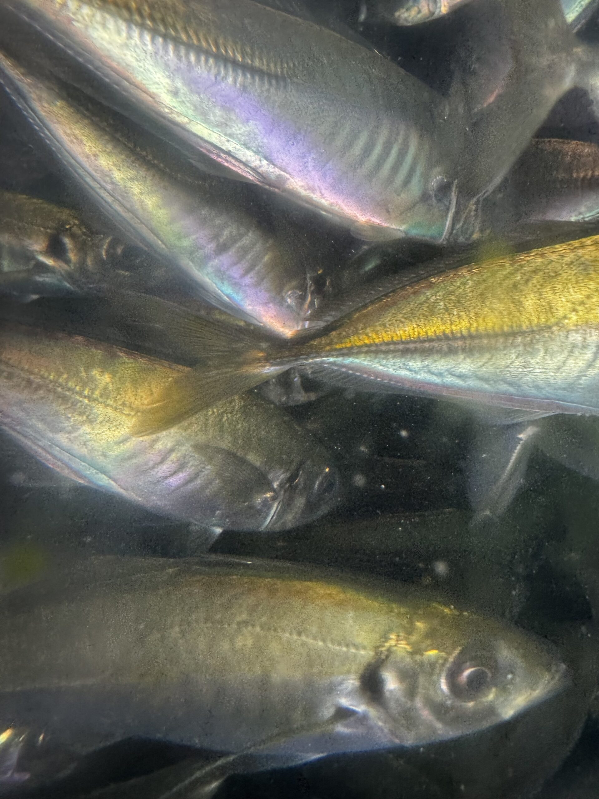 アオリイカ釣り用活アジ、明日も入荷します。釣太郎