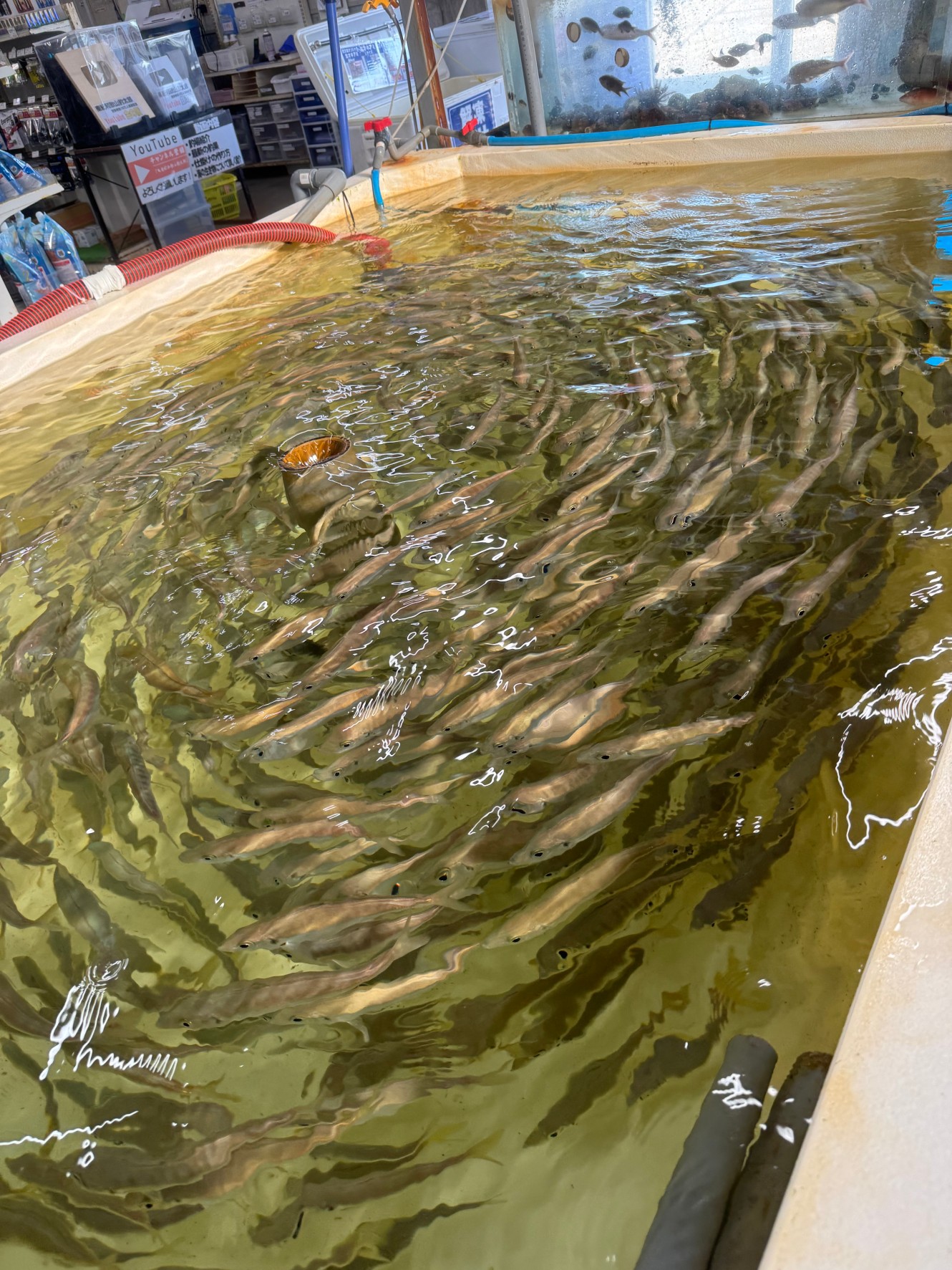 南紀の春のアオリイカ釣りシーズン真っ盛り。アジあります。釣太郎