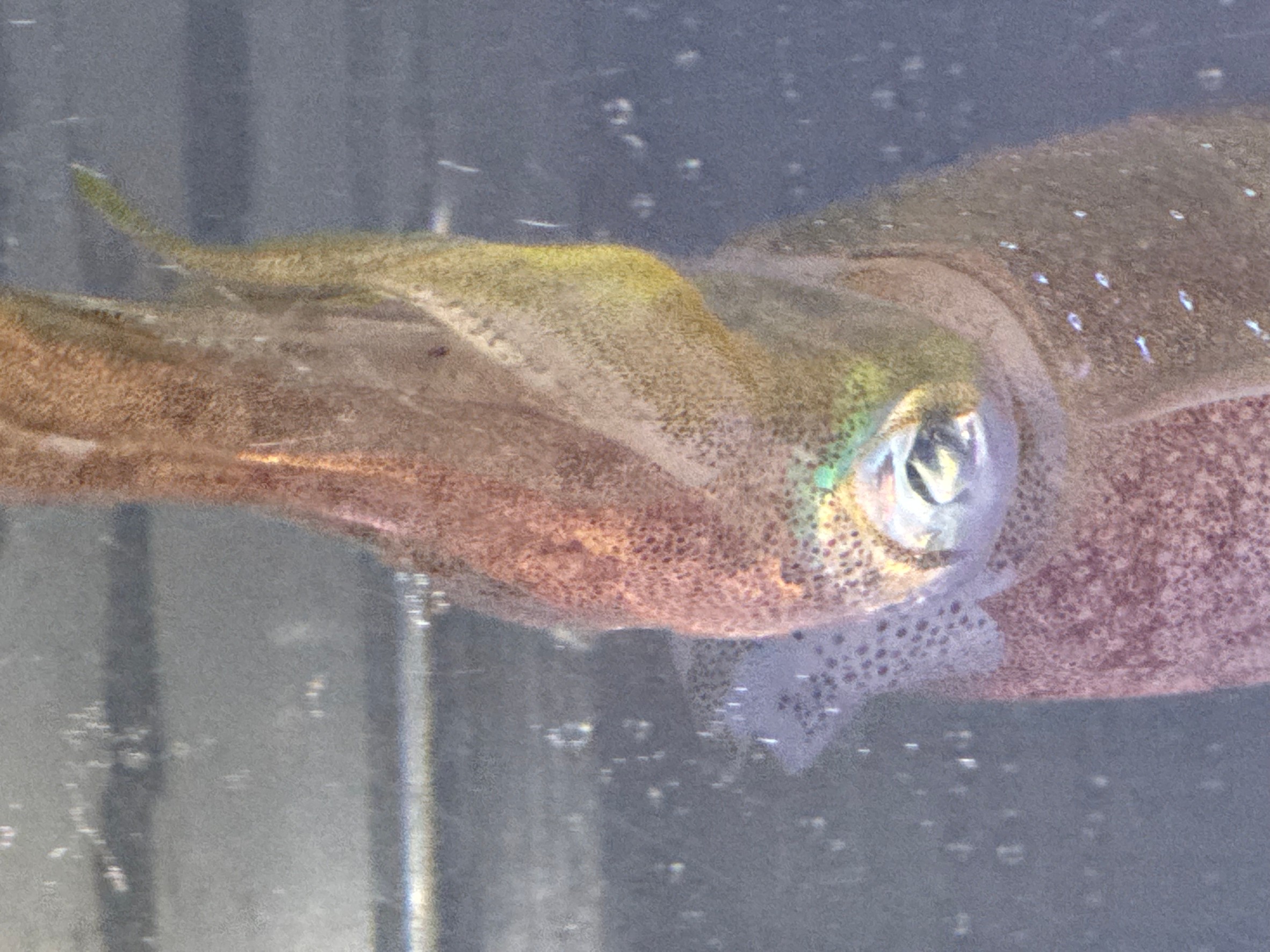 アオリイカは「産卵後に死滅する」が、「必ず海に沈む」とは限りません。釣太郎