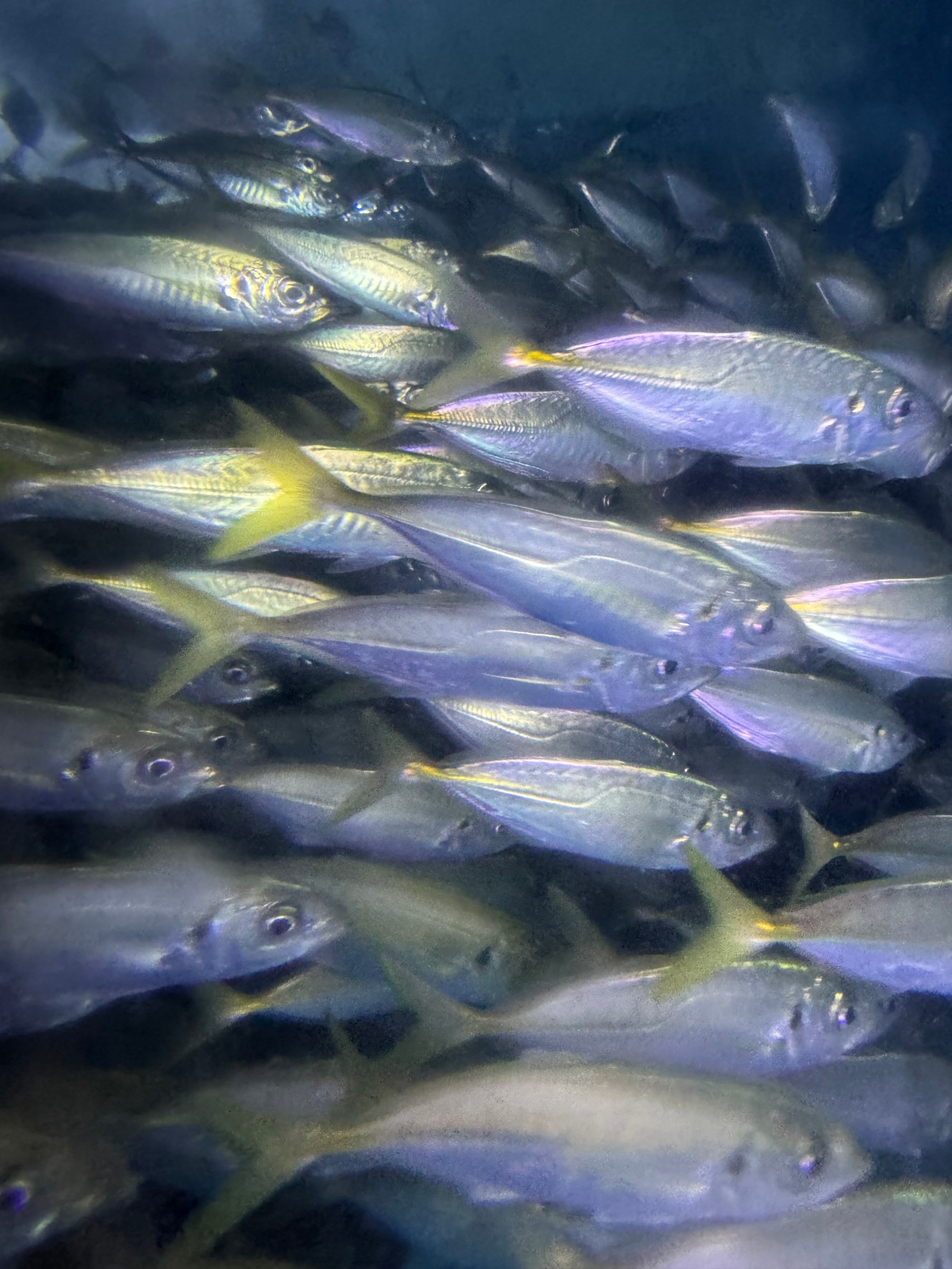 活アジの弱りやすさを徹底解説!アオリイカ・やえん、ウキ釣り入門。釣太郎