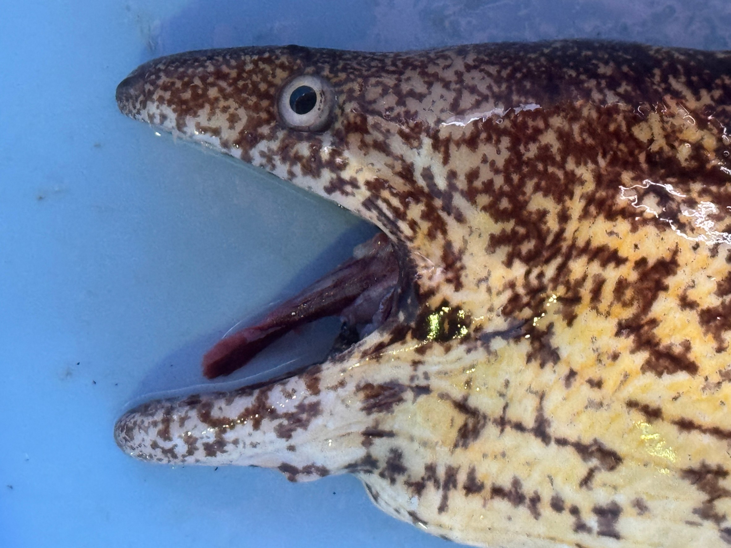 なぜヤエン釣りではウツボが定番外道になるのか?釣太郎