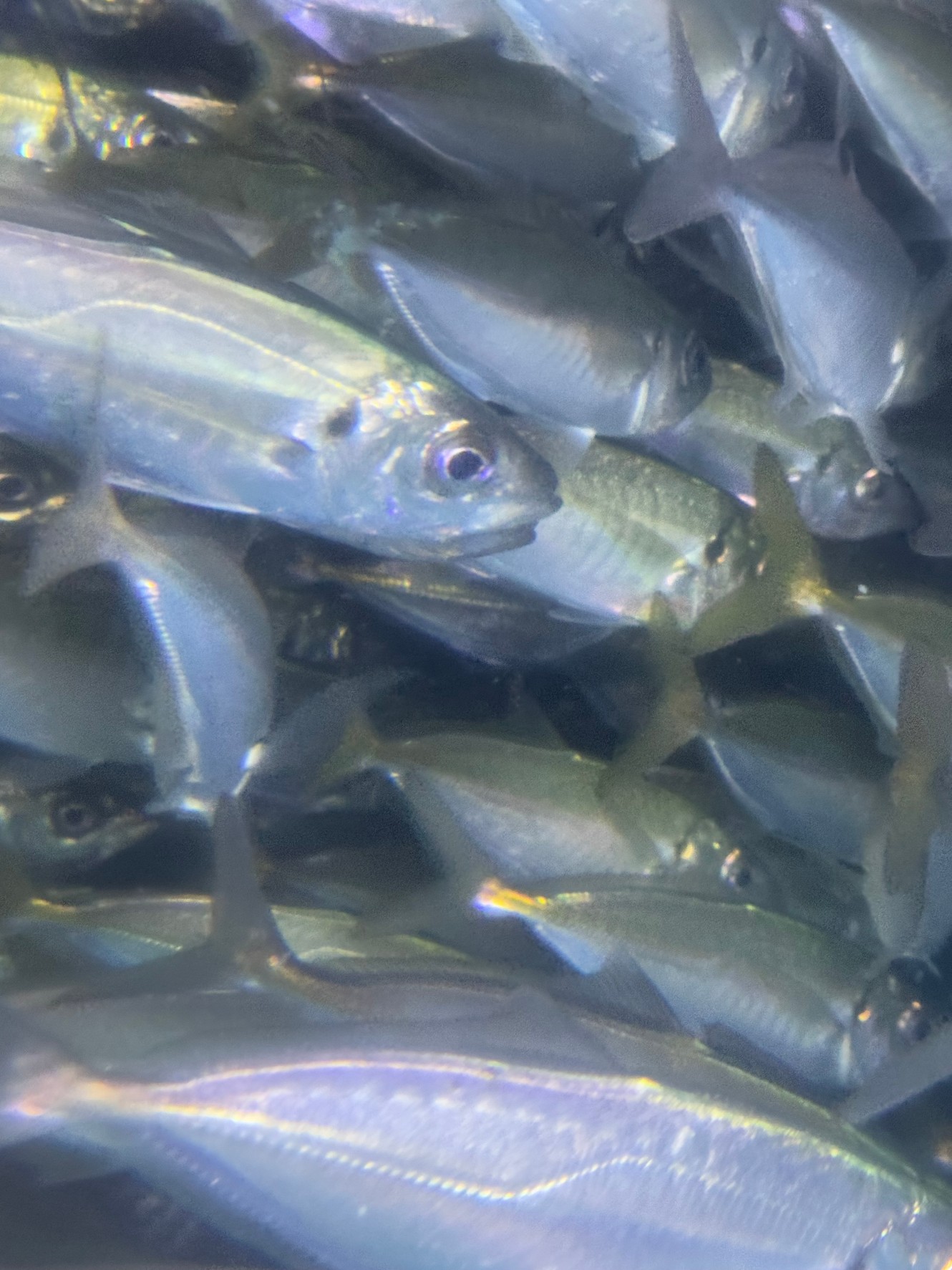 活けアジの在庫は、現時点で5月GWまで。4月1日現在。釣太郎