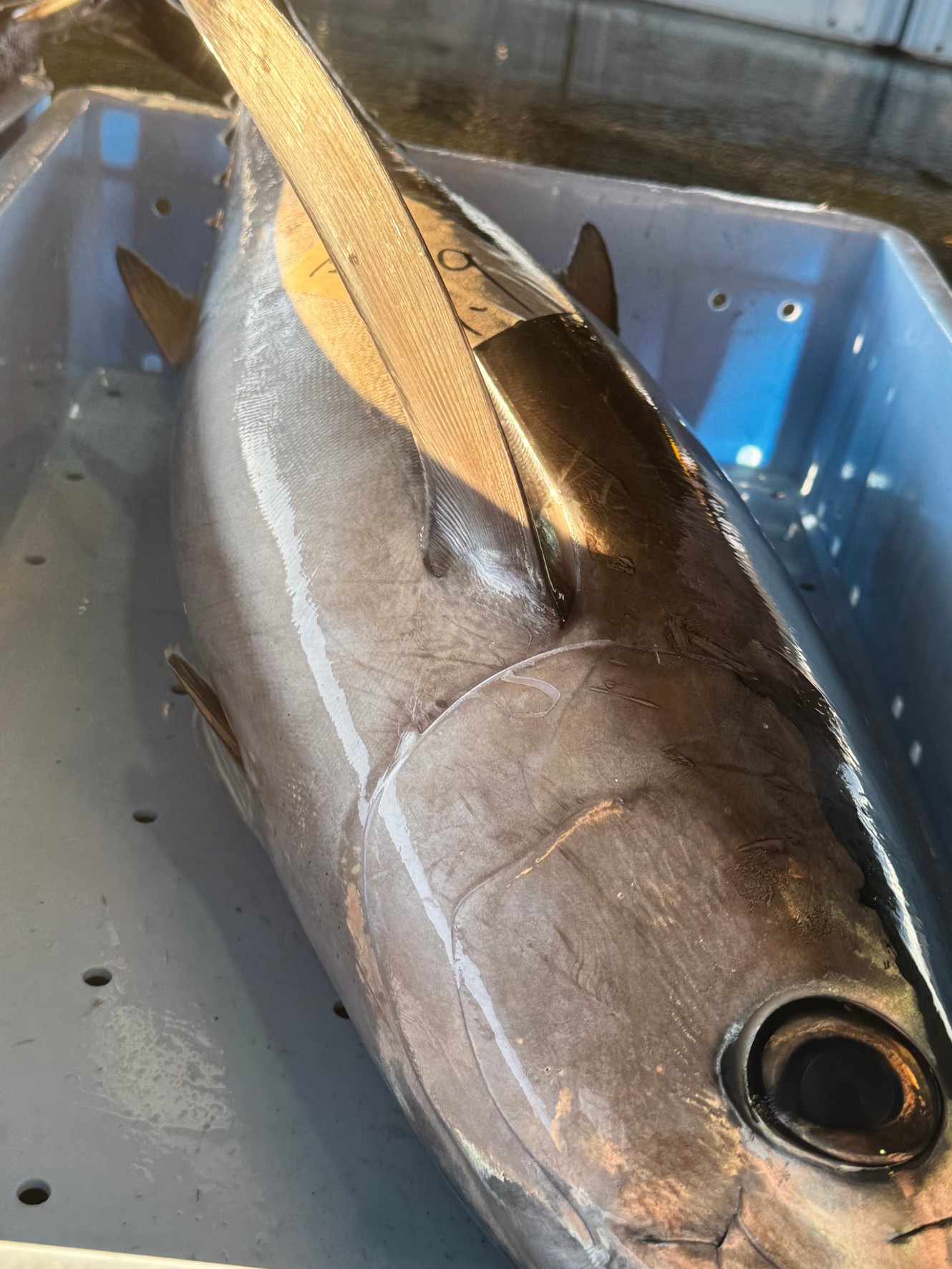 ビンチョウマグロ（トンボシビ）の特徴説明。釣太郎