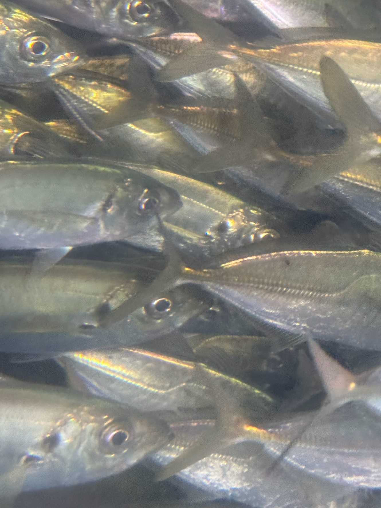 天気が良くなったので、今日は日中から好調のアオリイカ釣りのお客さんが多い。釣太郎