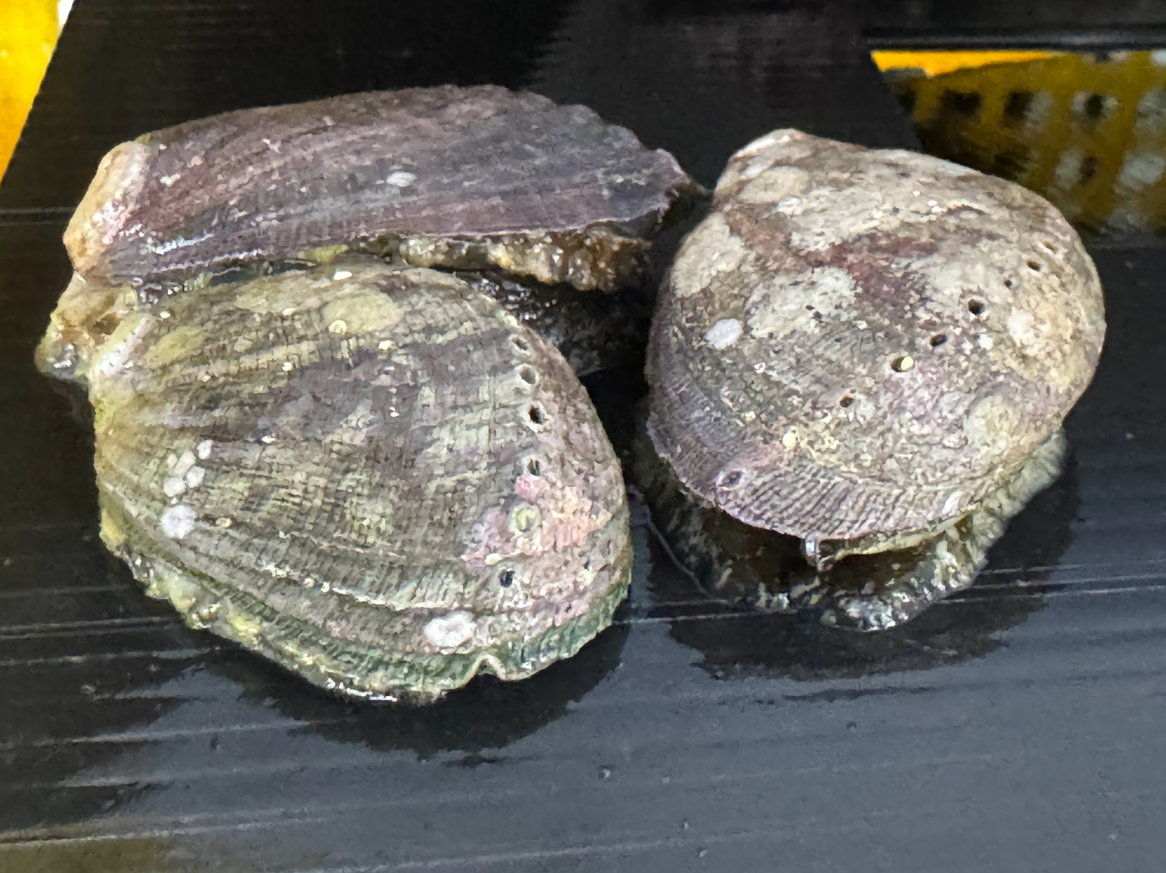 石鯛釣り餌の流れ子（とこぶし）あります。釣太郎