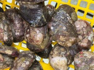 春の底モノ魚釣りの定番ながれこ（とこぶし）。釣太郎