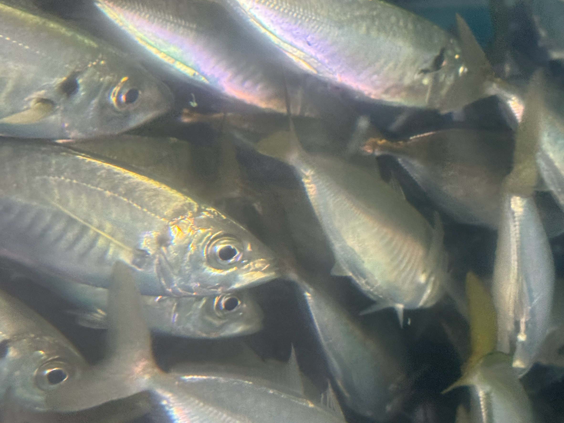 アオリイカ釣り用活アジ値上がりします。釣太郎