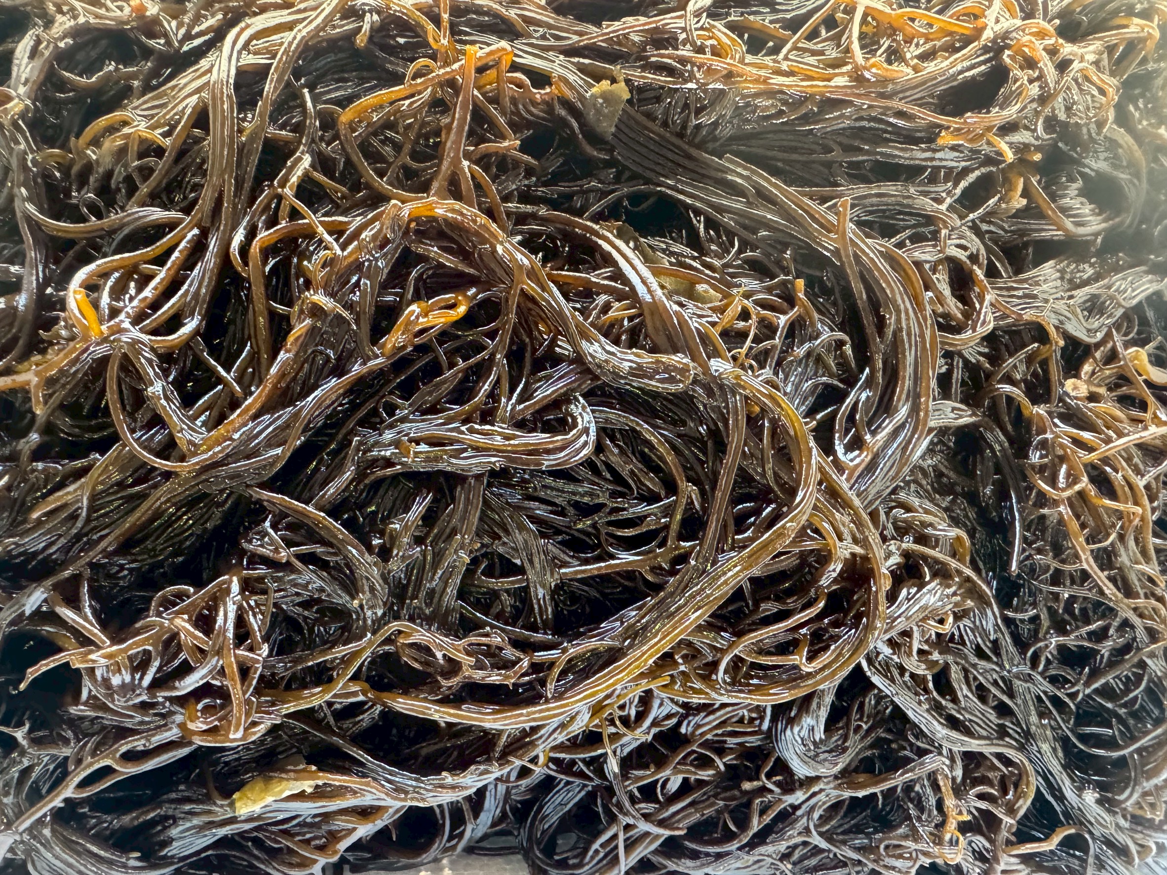 セリに出された生モズク。これはスーパーでパックに入って売っているものと何が違うのか?味や栄養成分は異なる?釣太郎