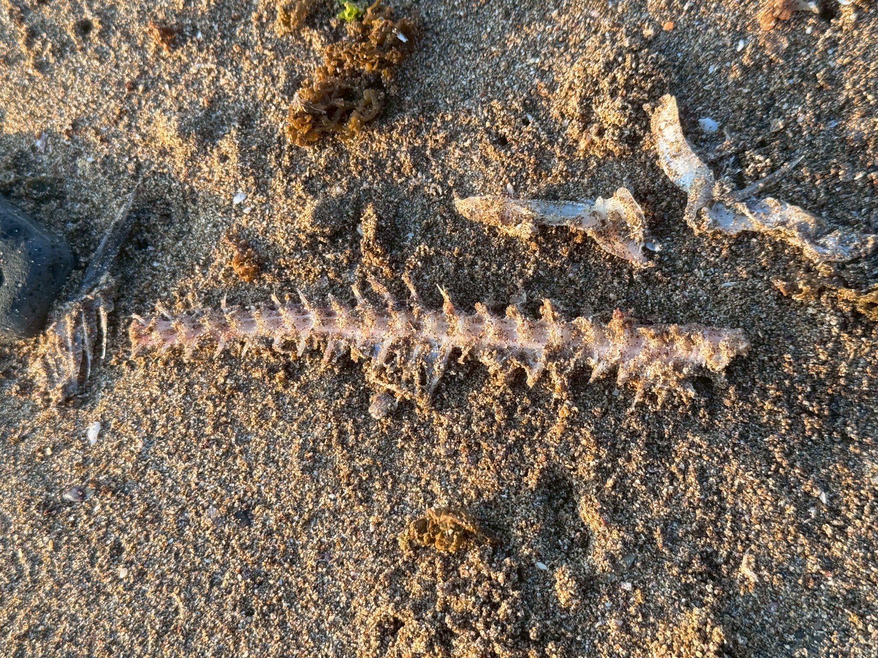 「骨になった魚」「自然に還る命」そして「それを眺める休日の浜辺の散歩」。釣太郎