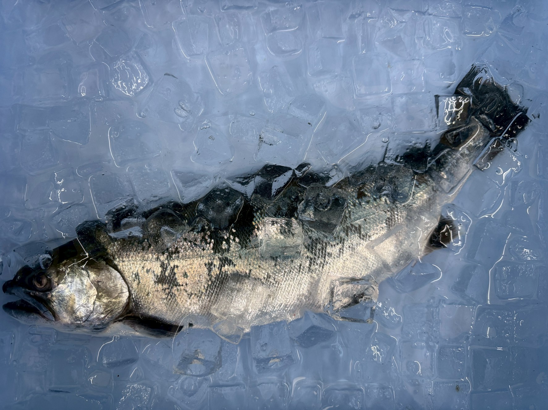 魚の冷やし方は「氷だけ」？「氷＋海水」？釣り場での使い分けを解説！釣太郎