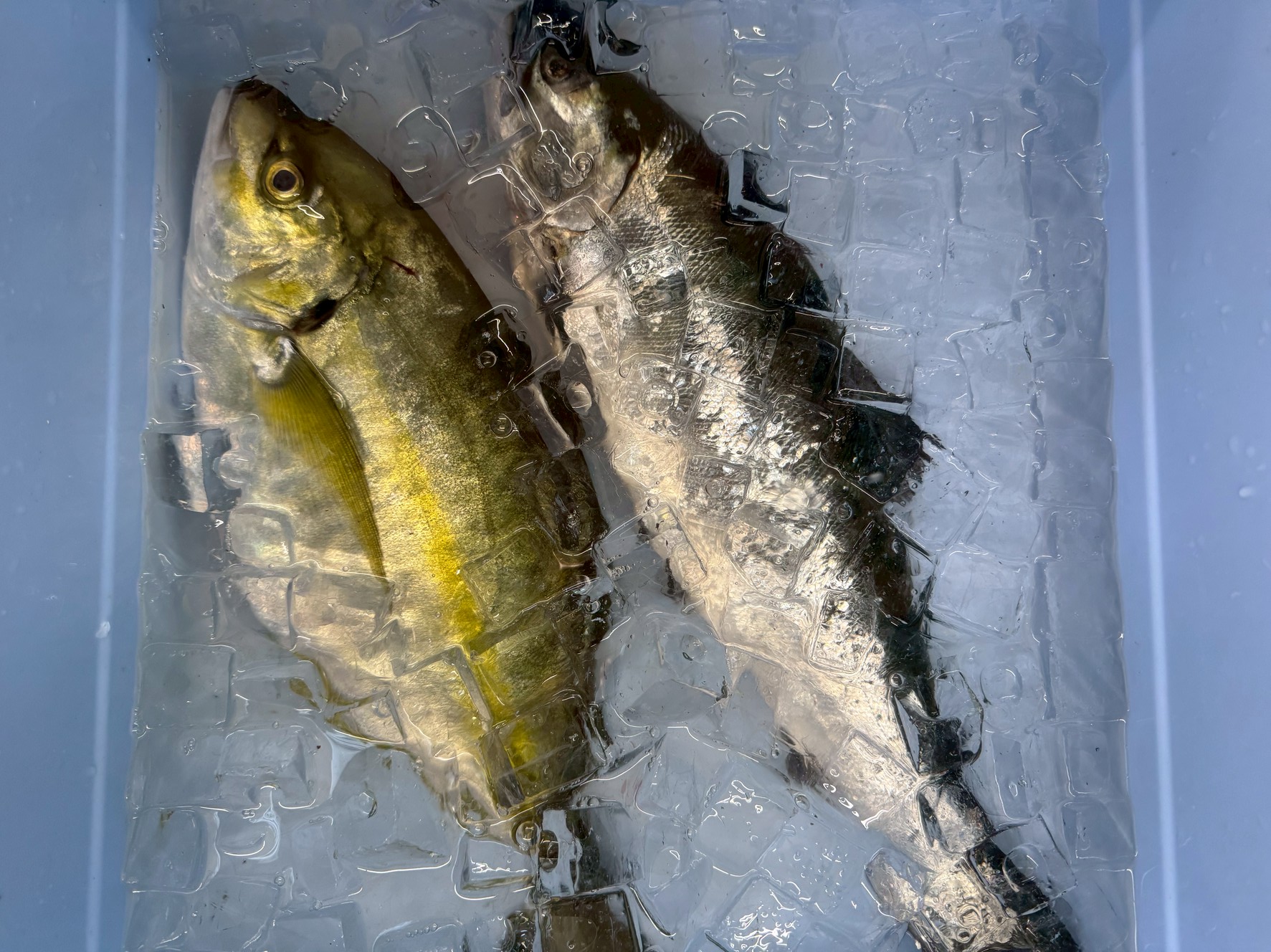 「氷だけで冷やす」のと「氷＋海水（いわゆる海水氷）」で冷やすのは、魚種の違いだけでなく、目的や状況の違いにも関係しています。魚の冷やし方入門。釣太郎