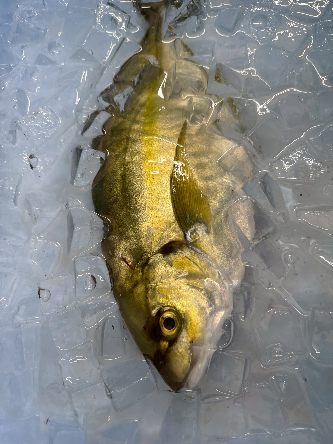 魚冷却は氷に海水を入れるほうがいい？氷だけがいい？魚種や場所、用途による異なる？釣太郎