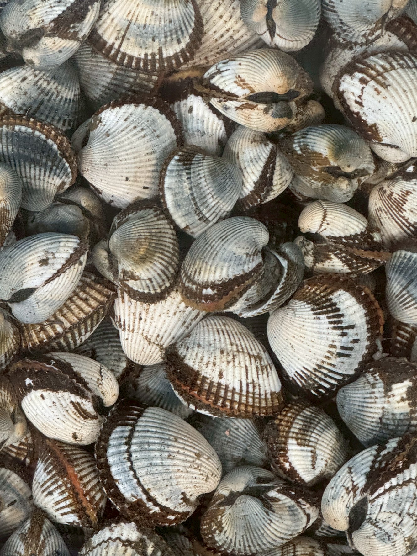 みなべ店、サルボウ貝入荷しました。石鯛釣り餌。釣太郎