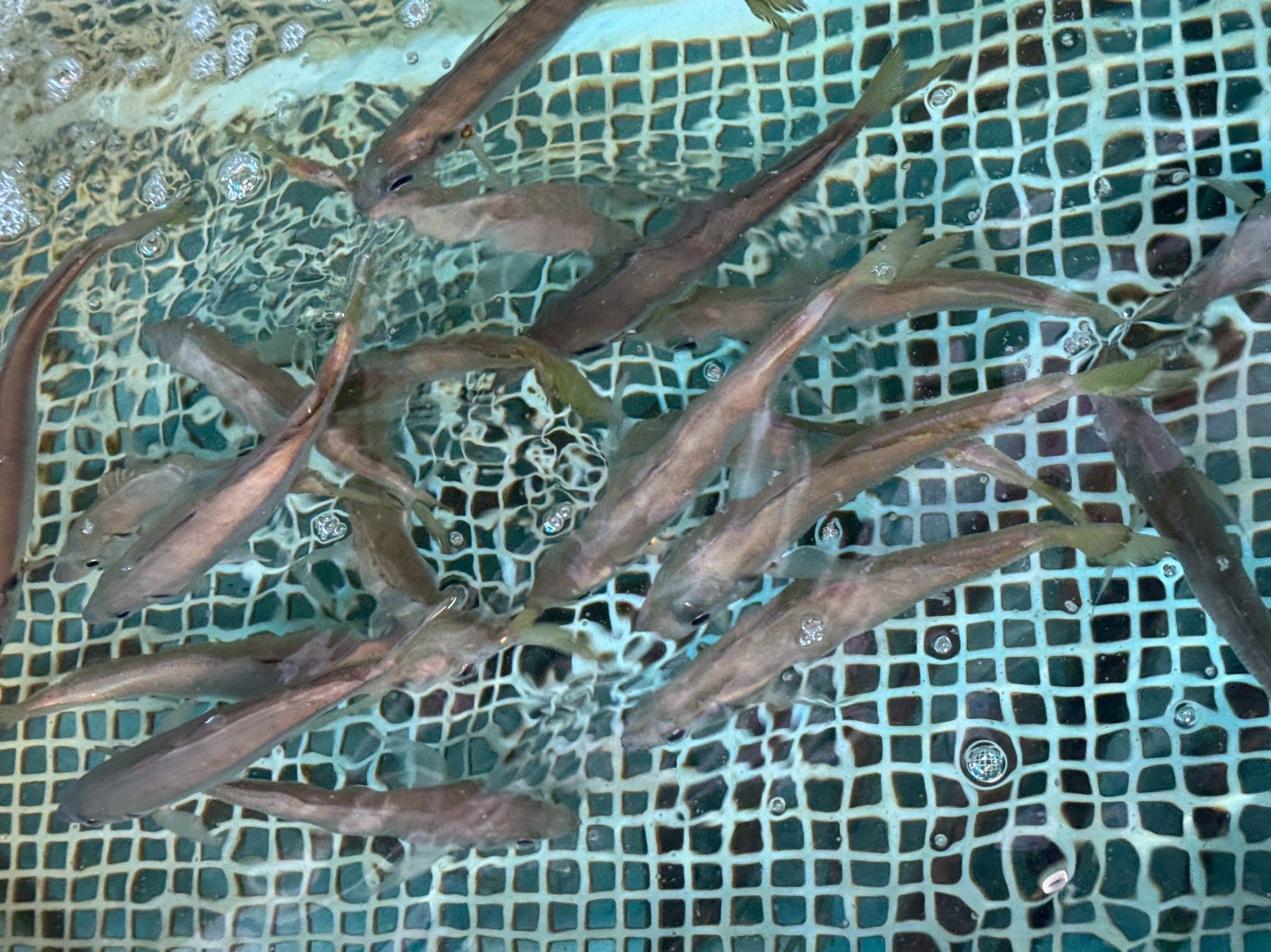 アオリイカ釣用活アジ、ゴールデンウィークまでは何とか在庫持ちそうな気配です。釣太郎