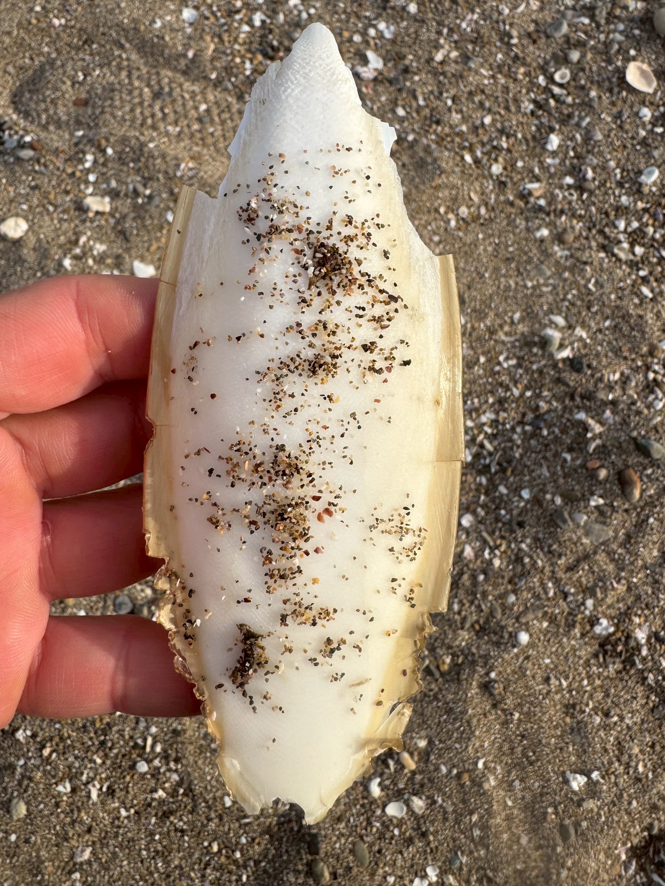 ビーチの定番、「モンゴウイカの甲（こう）」、いわゆる「イカの骨」。釣太郎