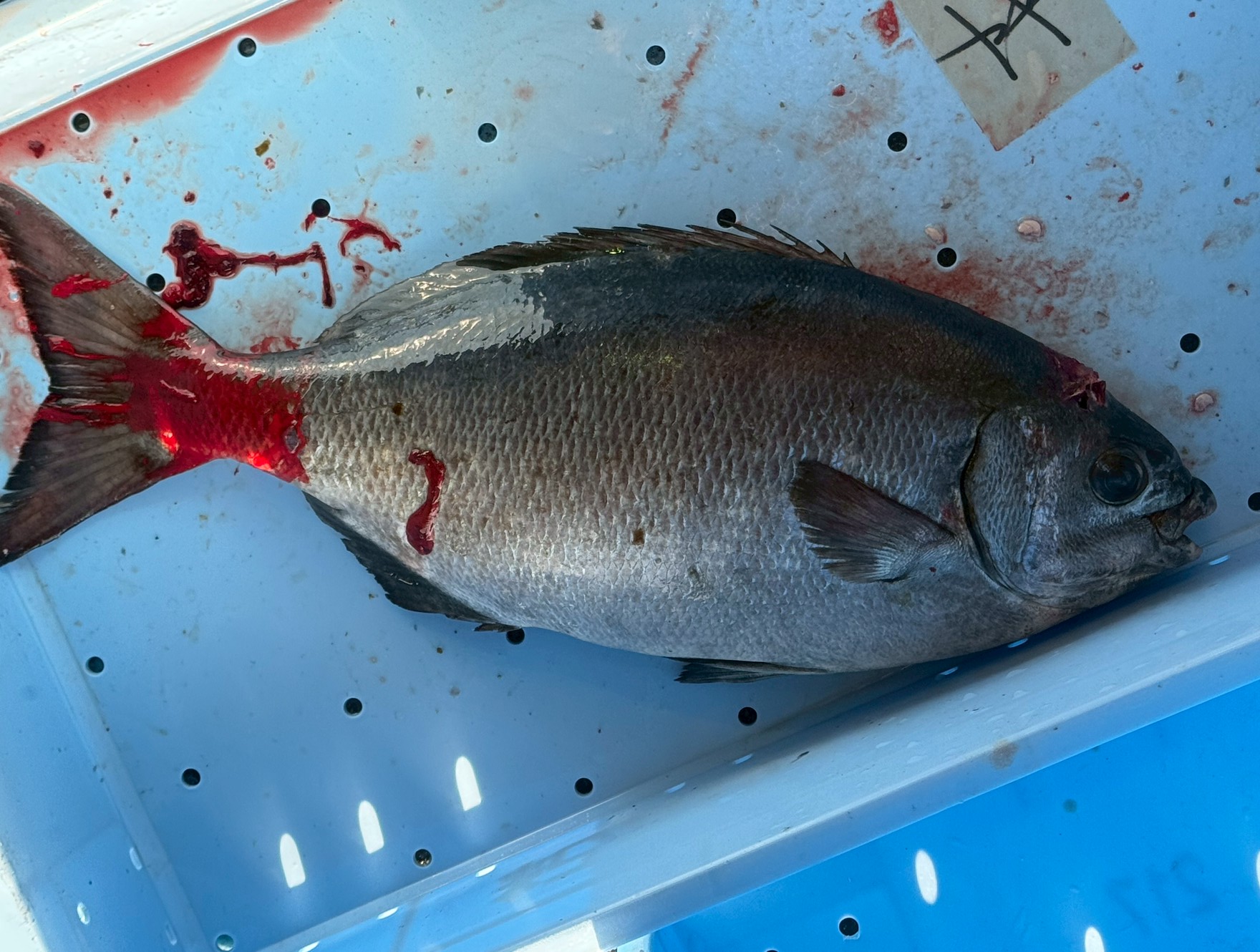 魚の生臭さの 70〜90%は血抜きで抑えられる!釣太郎