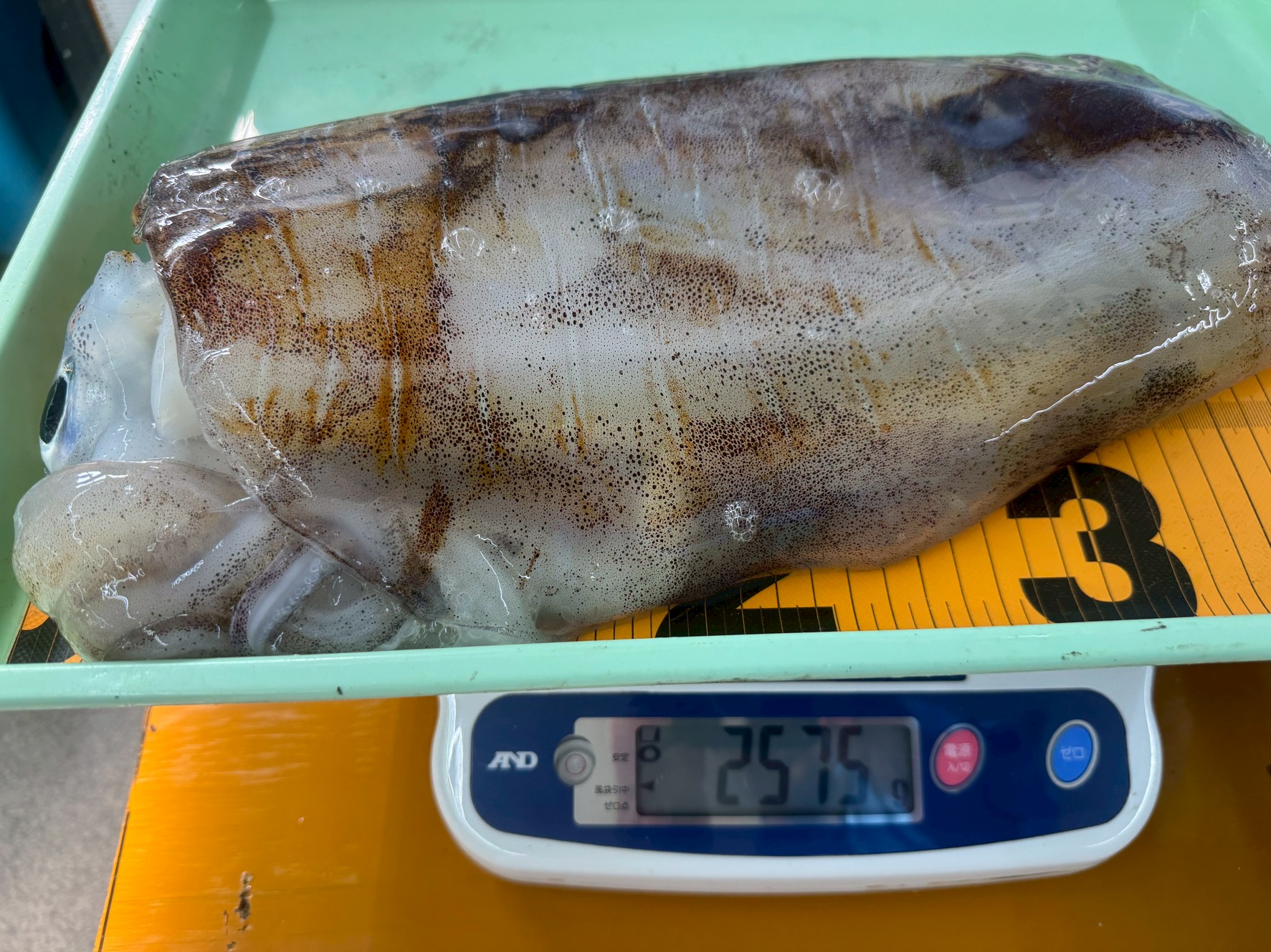 アオリイカ持ち込み釣果2,575g。釣太郎