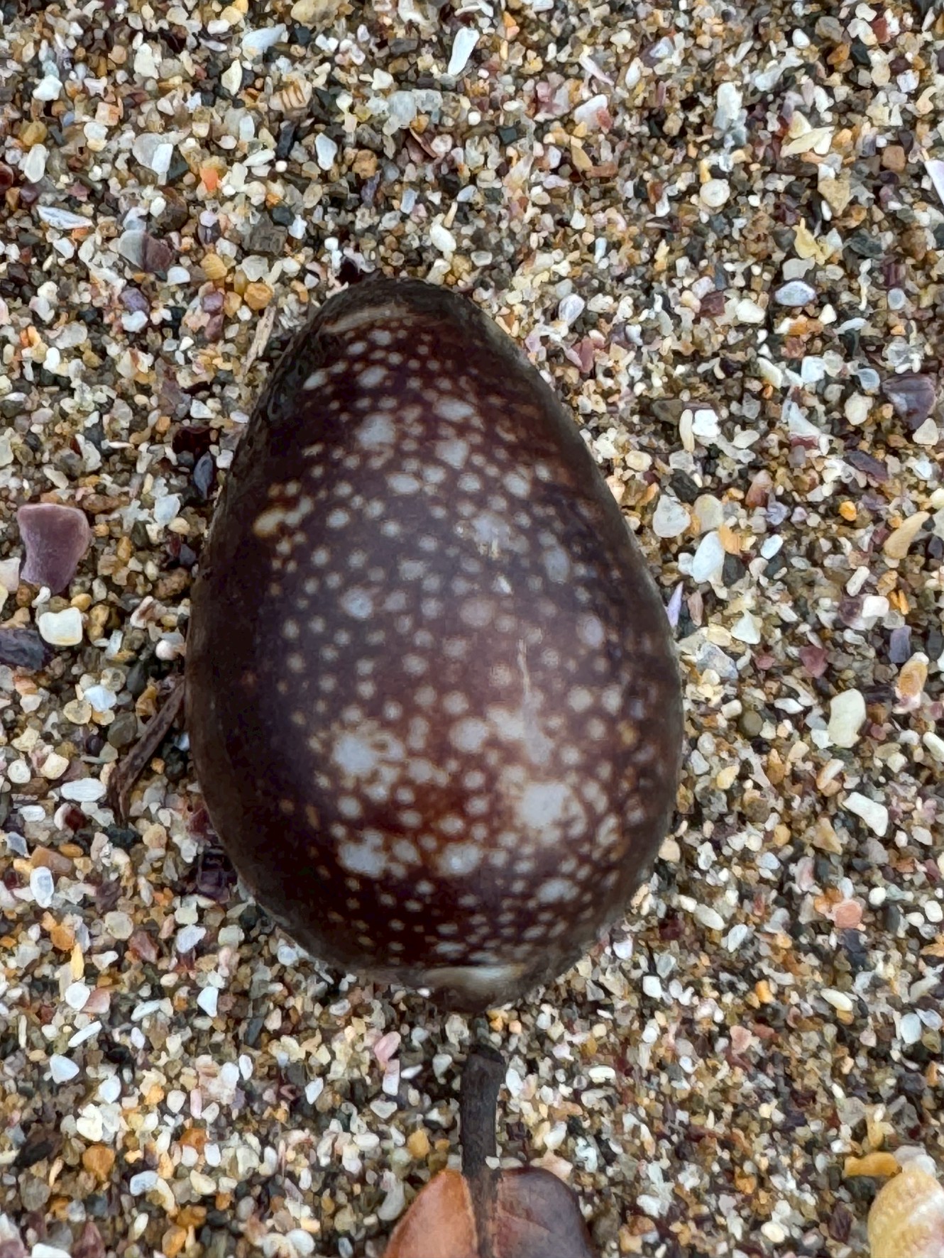 砂浜にはタカラガイがたくさん打ち上げられる。どうして？