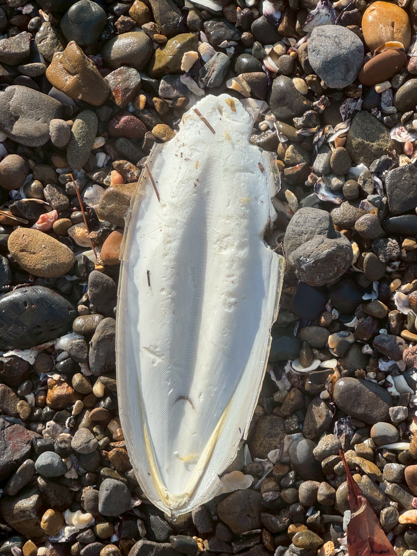 和歌山南紀の砂浜にはモンゴウイカの甲羅が打ち上げられることが多い。釣太郎
