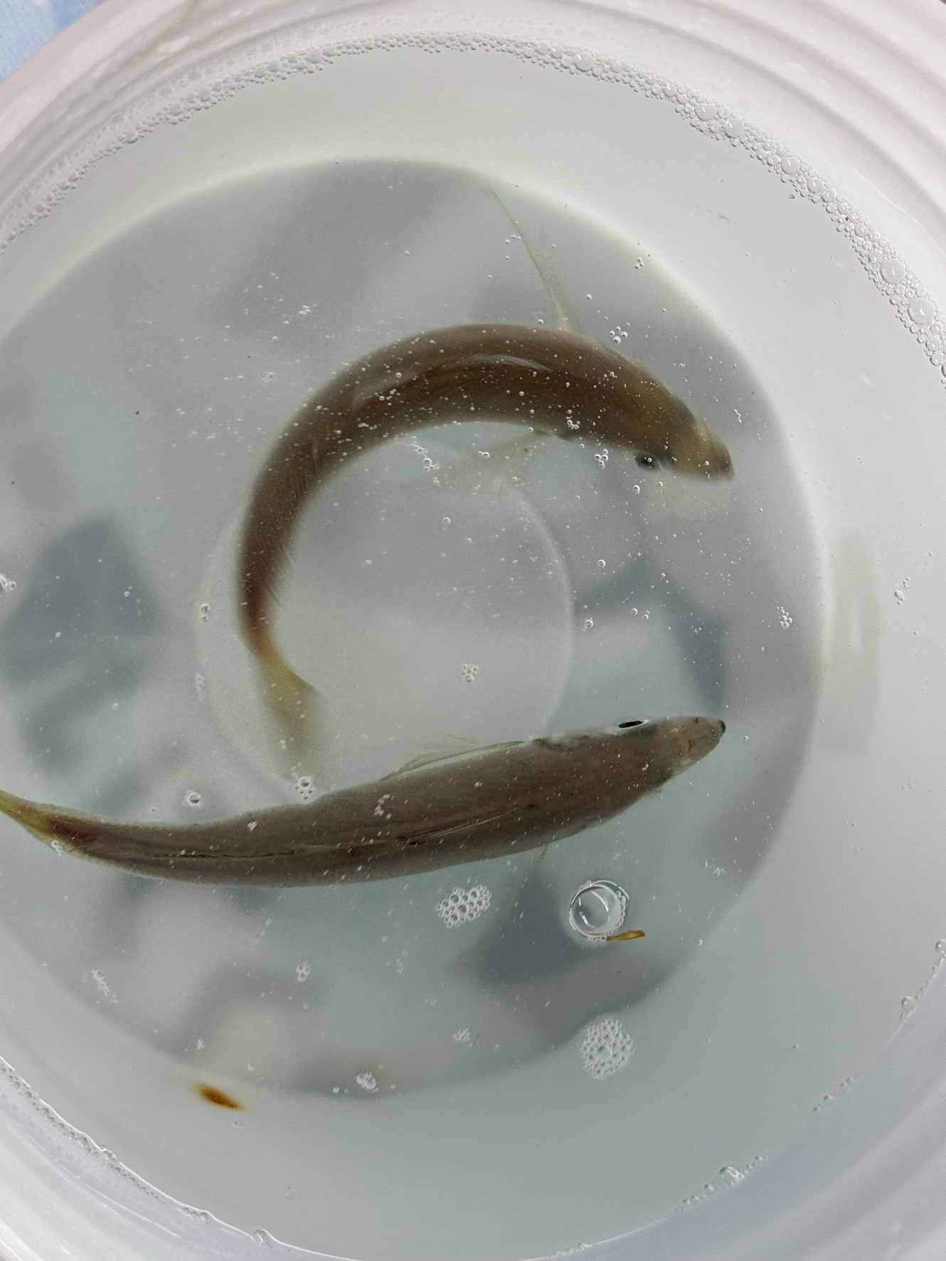 アオリイカ釣り好調の2025年春の和歌山南紀。釣太郎