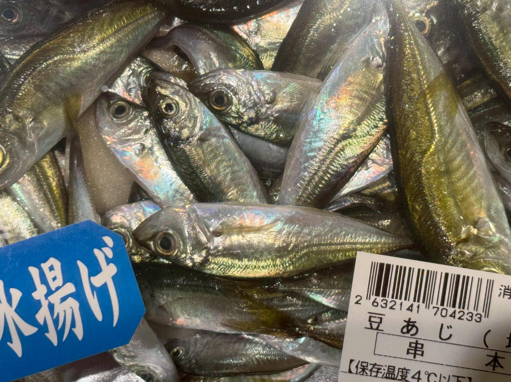 春は豆あじ釣りが定番の和歌山南紀。堤防から気軽に釣れます。釣太郎