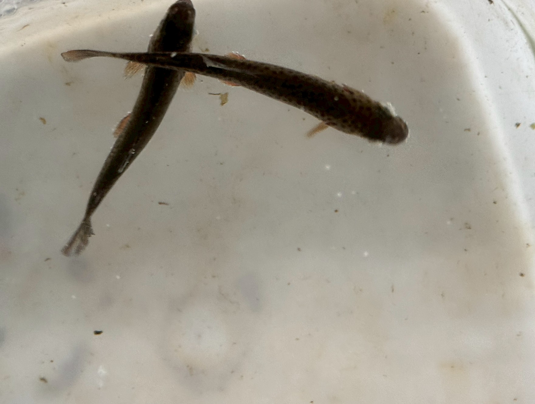 ニジマスは淡水魚。海水に入れて現在２時間経過していますが、元気に泳いでいます。釣太郎