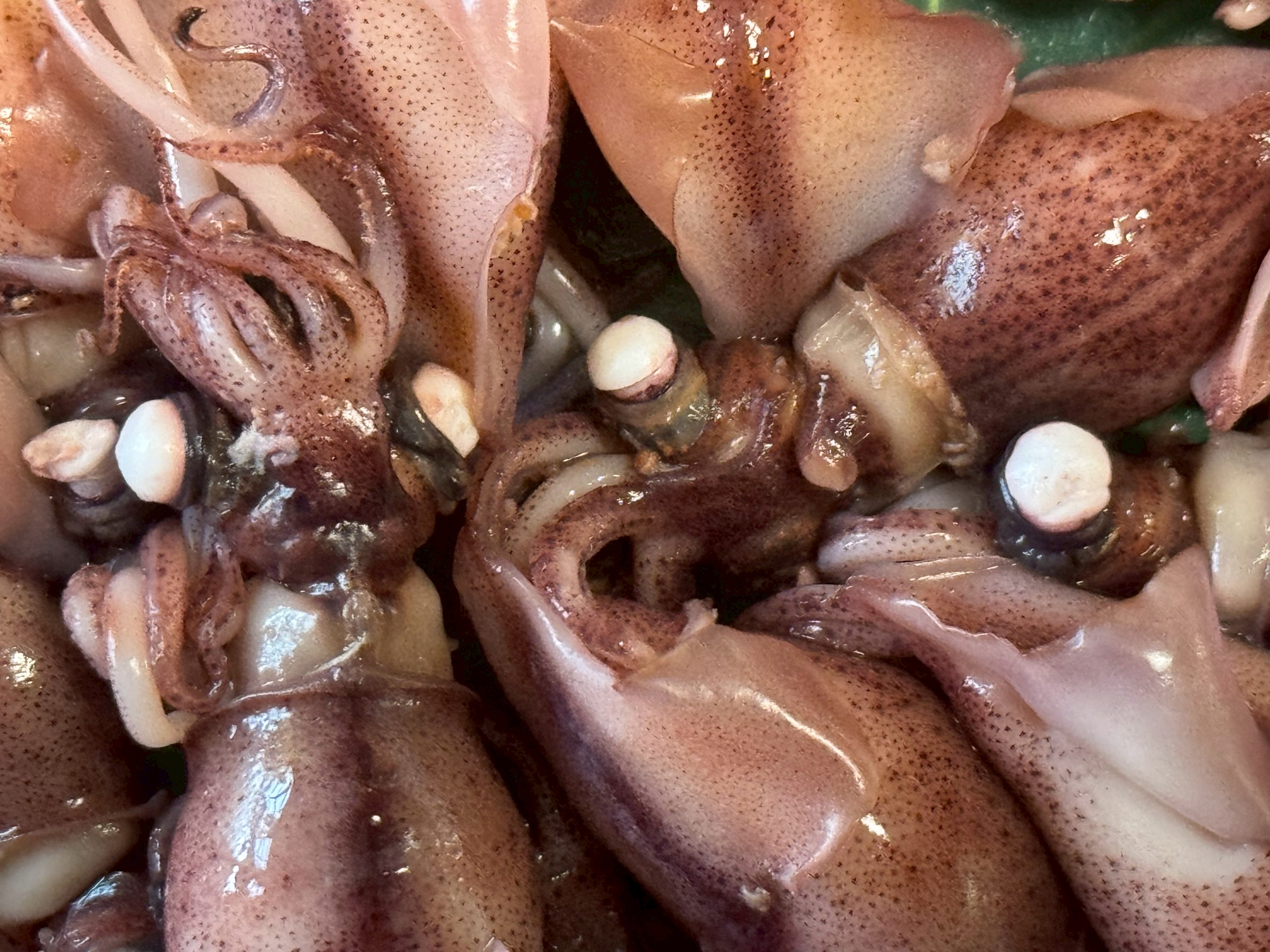 ホタルイカが旬でうまい。ただ目の硬さだけは要注意。歯が悪い人が噛むと大変なことになる可能性も。釣太郎