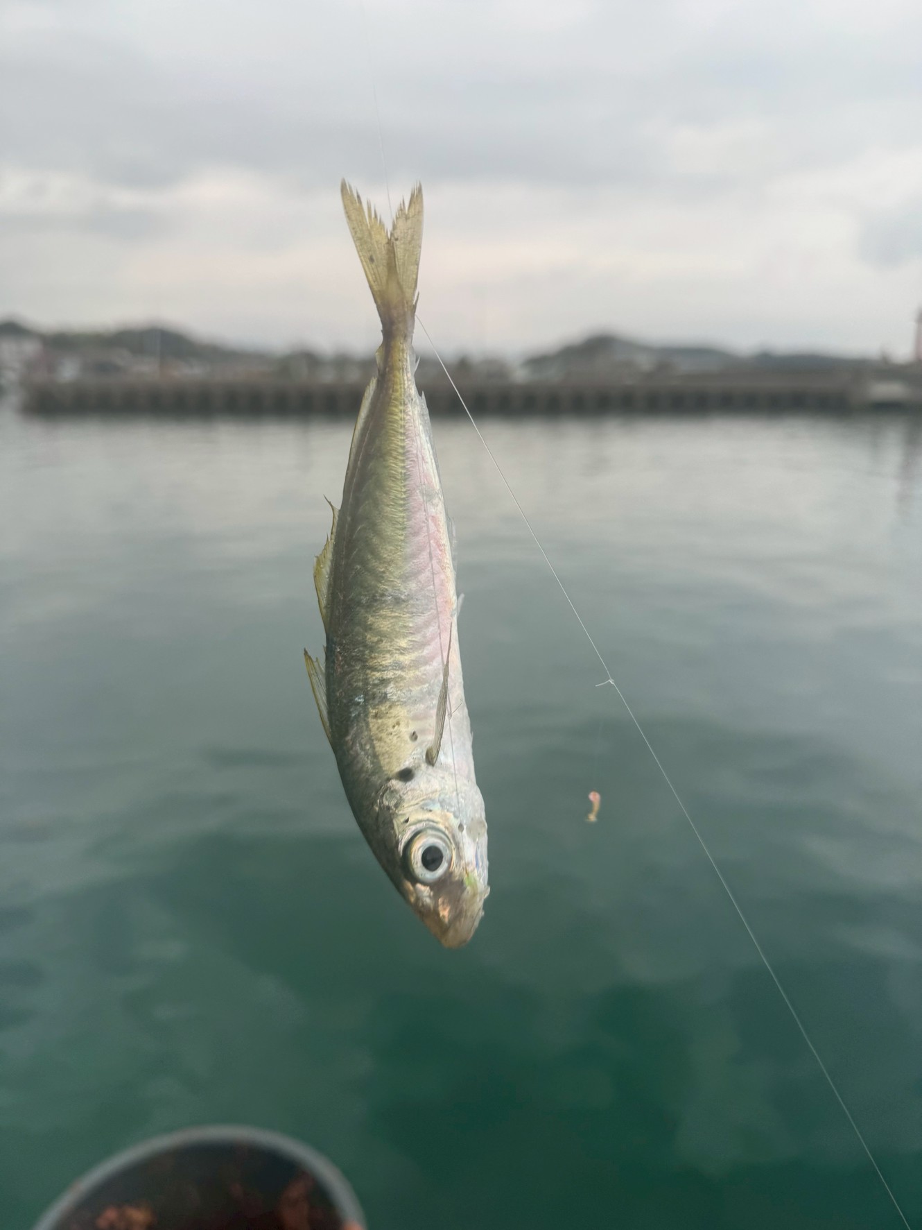 サビキ釣りでは、アジの尾ひれにラインが絡むのは定番。ゼイゴが引っ掛かる。釣太郎