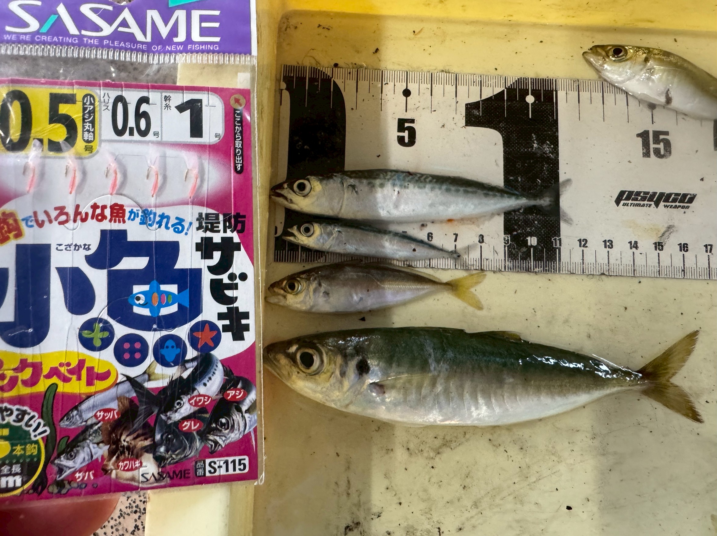 豆アジ、イワシは8センチ、小サバは12センチ、丸アジは17センチ。4月18日金曜日のサビキ釣り。釣太郎