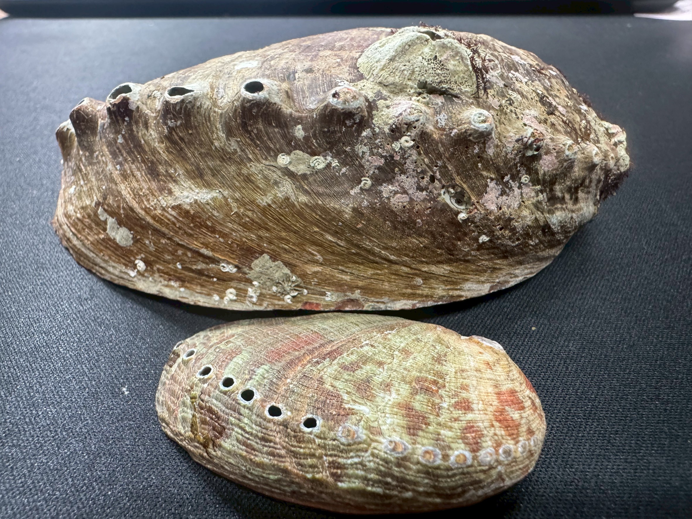 トコブシははっきりとした穴がズラリと並んでいて、呼吸孔の数も多め。
対してアワビの穴は少なめで、皮膚にふさがれていることが多いです。釣太郎