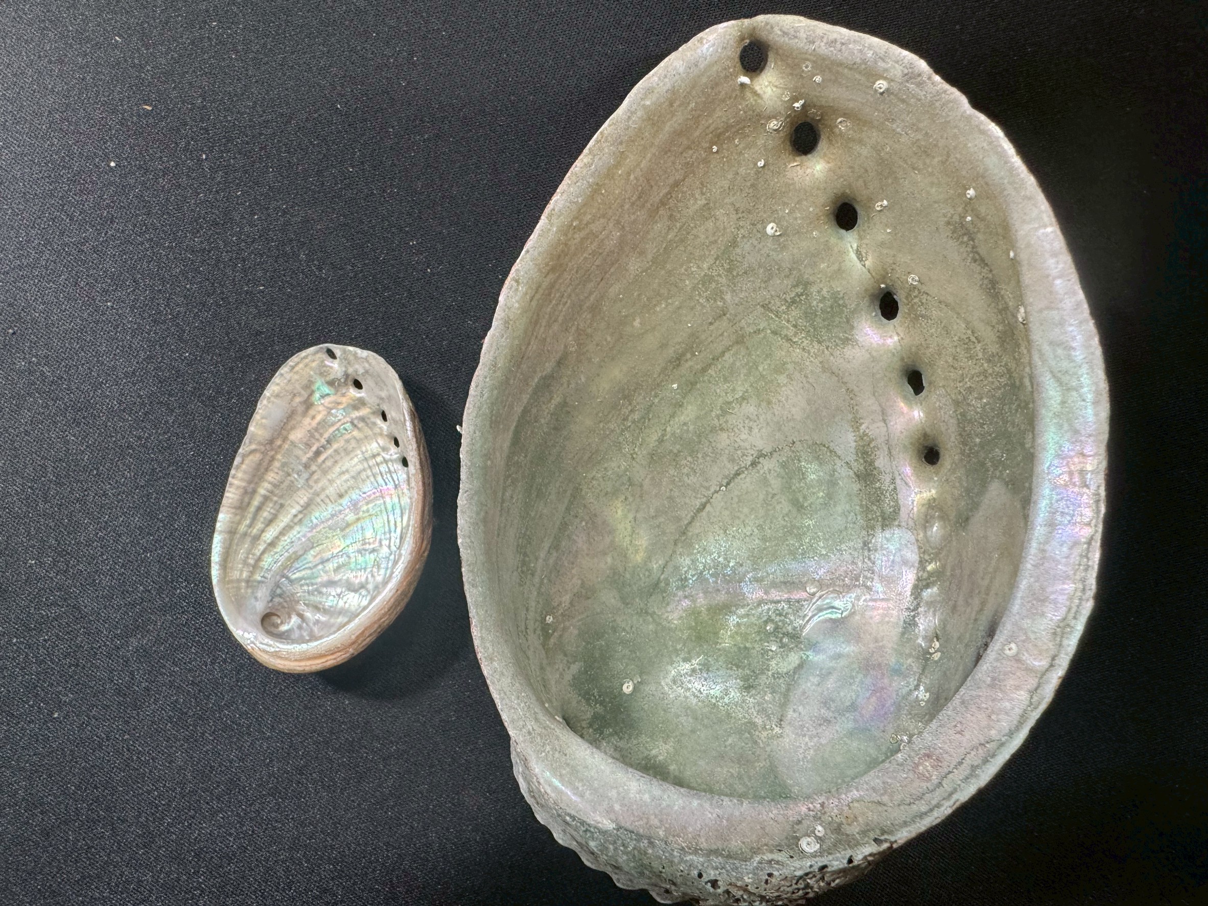 鮑と常節(ながれこ)の違い、見分け方説明。釣太郎