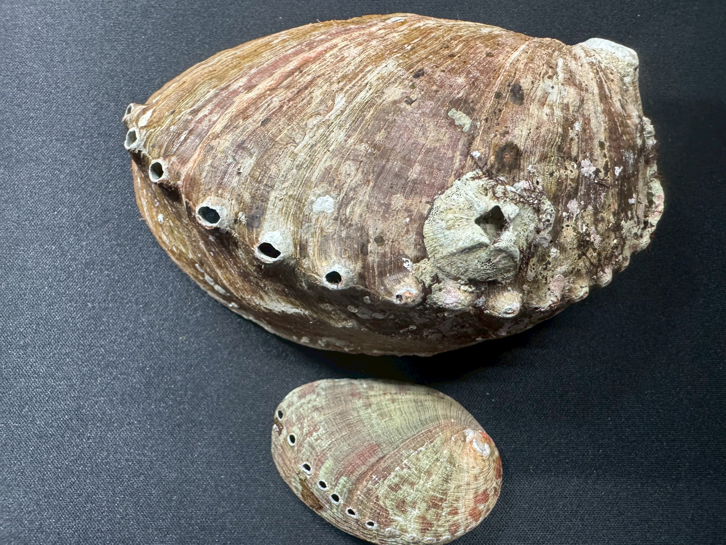 トコブシ(ながれこ)とアワビは空気穴の数が違う。釣太郎