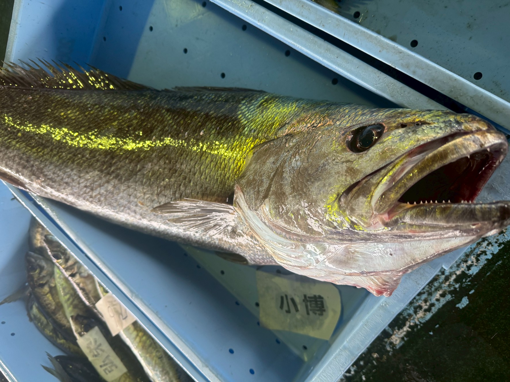 イシナギという大魚の特徴説明。釣太郎