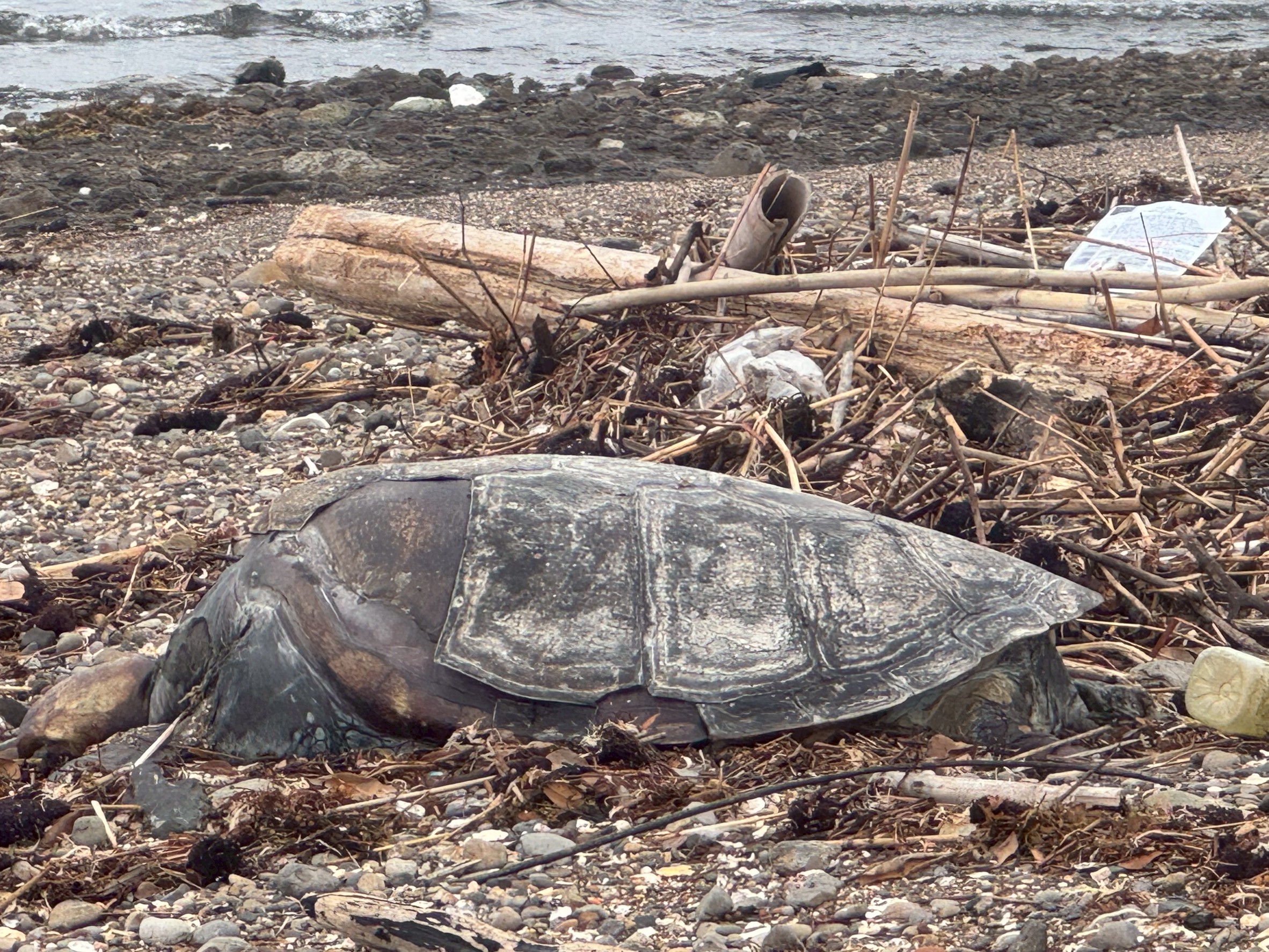 ウミガメの甲羅は固く、分解されるまで数十年かかります。釣太郎