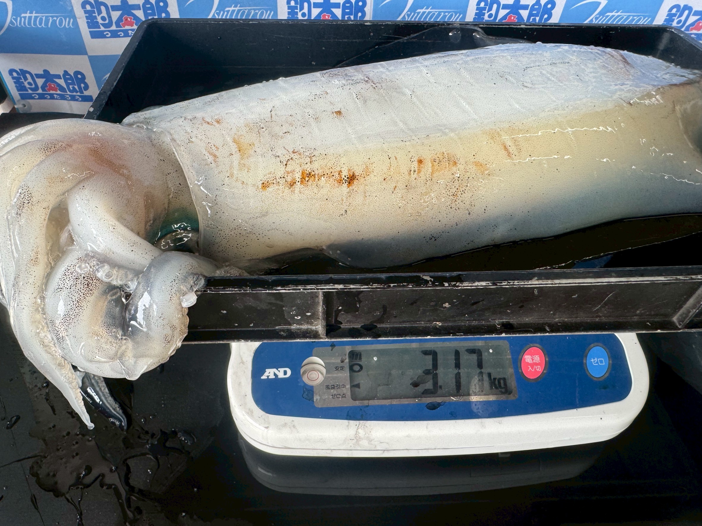 アオリイカ3.18キロと1.58キロヤエン釣りで。田辺天神崎にて。釣太郎